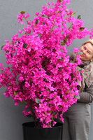 Bugenwilla Black Simple, sztuczne drzewko w donicy