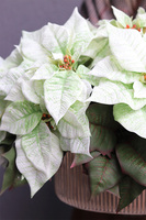 Gwiazda Betlejemska Biel, wysokiej jakości sztuczna roślina