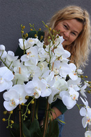 duży storczyk Mediolan Grande w białej donicy, wys.140cm 