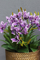 Goldenario Fioletti, biały storczyk w złotej donicy, wys.68cm