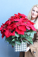 Gwiazda Betlejemska Reddis, wysokiej jakości sztuczna roślina, wym.43x43cm  