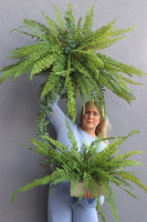 Momu Saute, sztuczna paprotka do twojej donicy