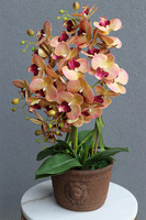 Granada Kredina, gumowy storczyk tygrysi w donicy vintage, wys.61cm 