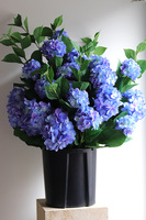 Blue Moon Saute, hortensje we wkładzie do twojej donicy