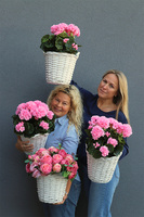 Pink Basket, sztuczne pelargonie w koszu