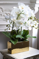 Jerete Gold, storczyk w złotej donicy