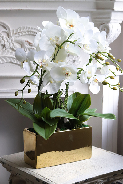 Jerete Gold, storczyk w złotej donicy