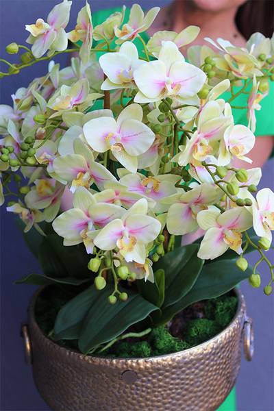 gumowy storczyk w metalowej misie, Ferrata Citrone Gold