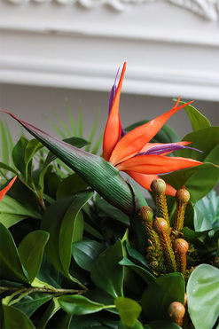 Strelicja Królewska Laos Deluxe, dekoracja kwiatowa do wnęki, wym.28x80cm 