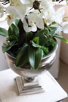 duży storczyk w eleganckim coolerze, Coolerita