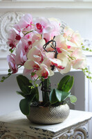 Twister Glamour, kolorowy storczyk w złotej donicy