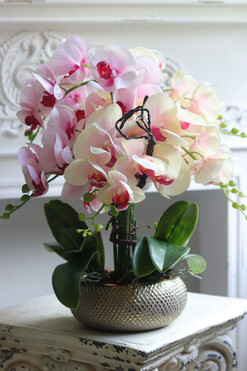 Twister Glamour, kolorowy storczyk w złotej donicy, wys.47cm  