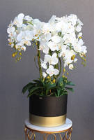 Blackisto Goldino C, elegancki storczyk w czarno-złotej donicy, wys.84cm