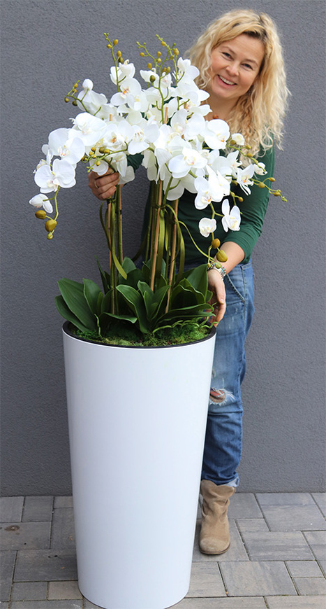 duży storczyk Mediolan Grande w białej donicy, wys.140cm 