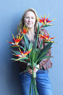 Strelicja Królewska Modern, bukiet kwiatów do wazonu, 5 sztuk, dł.80cm