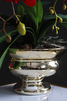 Miłosna Czerwień, karminowy welurowy storczyk