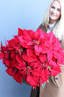 Gwiazda Betlejemska Reddis, wysokiej jakości sztuczna roślina, wym.43x43cm  