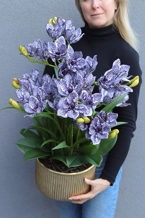 Violet Antique, gumowy storczyk cymbydium w doniczce