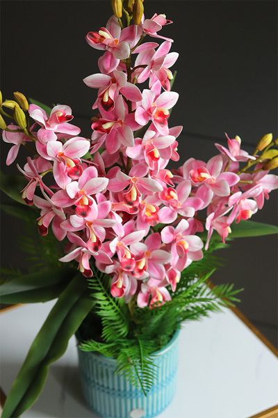 Pelirana, gumowy storczyk w turkusowej donicy