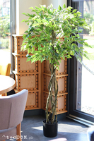 Brzoza, sztuczna roślina w doniczce