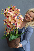 Granada Kredina, gumowy storczyk tygrysi w donicy vintage, wys.61cm 