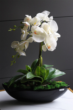 Laos Black Classic, gumowy storczyk w czarnej donicy, wys.53cm