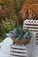 Fregata Rattania, kompozycja w koszu z wrzosami, wym.65x70cm