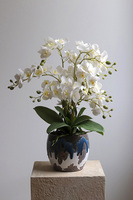 Blerana 2, stylowy storczyk w doniczce