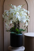 Black Investo, sztuczny storczyk w szarej donicy na stojaku