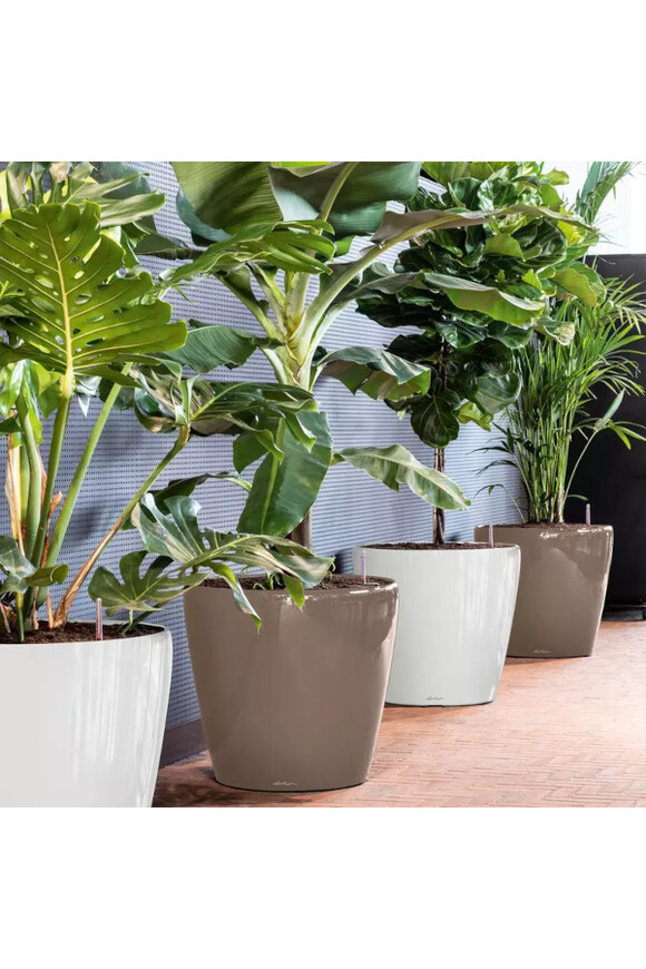 Classico, elegancka donica z nawadnianiem