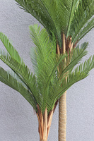 Cyklady Fiberglass White, sztuczna palma w lśniącej donicy