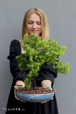 OD RĘKI Bonsai Terrania, sztuczne drzewko w ceramicznej misie, wys.42cm 