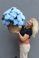 Blue Sky, niebieski kosz z peoniami