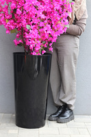 Bugenwilla Black Simple, sztuczne drzewko w donicy