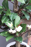 sztuczne drzewko Magnolia Fiberglass w donicy