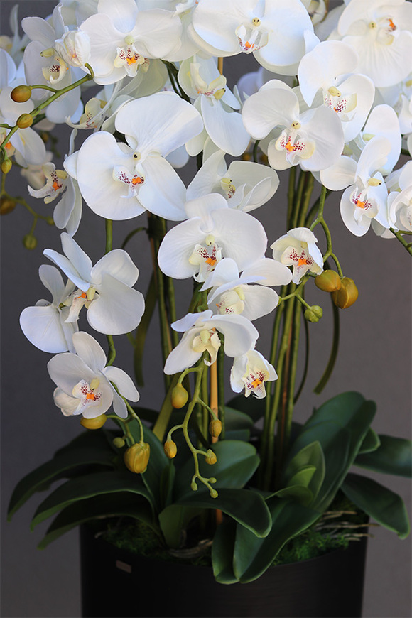Blackisto Goldino C, elegancki storczyk w czarno-złotej donicy, wys.84cm 