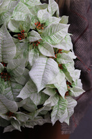 Gwiazda Betlejemska Biel, wysokiej jakości sztuczna roślina