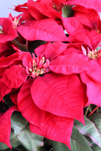 Gwiazda Betlejemska Reddis, wysokiej jakości sztuczna roślina, wym.43x43cm  