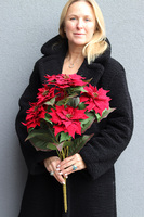 Gwiazda Betlejemska Natural Red, świąteczny kwiat poinsecji