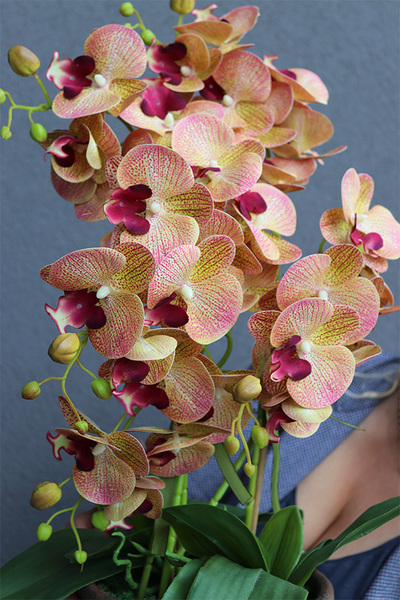 Granada Kredina, gumowy storczyk tygrysi w donicy vintage, wys.61cm 