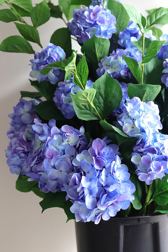 Blue Moon Saute, hortensje we wkładzie do twojej donicy