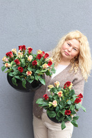 Juliet Roses Premium, kompozycja nagrobna w misie