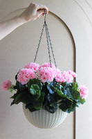Pelargonia Pink, kompozycja pelargonie w wiszącej donicy