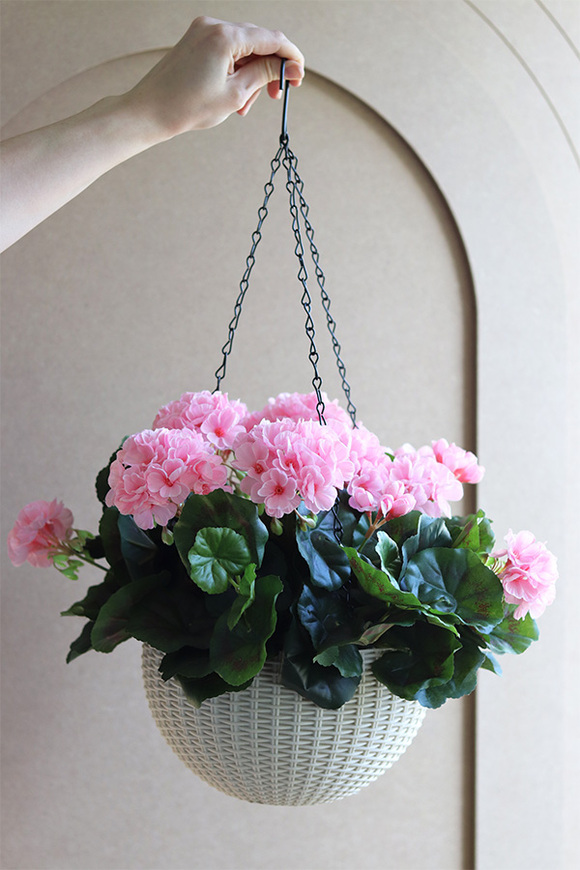 Pelargonia Pink, kompozycja pelargonie w wiszącej donicy