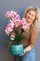 Turkussina, gumowy storczyk w turkusowej donicy