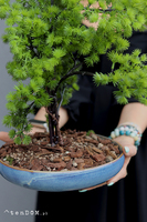 Bonsai Terrania, sztuczne drzewko w ceramicznej misie