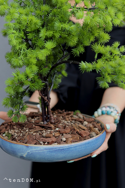 Bonsai Terrania, sztuczne drzewko w ceramicznej misie