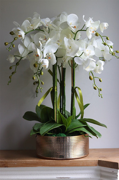 Golden Gate, efektowny storczyk w złotej misie, wys.60cm