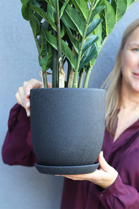 Zamiokulkas Volcan, kwiat doniczkowy w osłonce