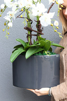 Manfredo Antracyt, ekskluzywny storczyk w donicy